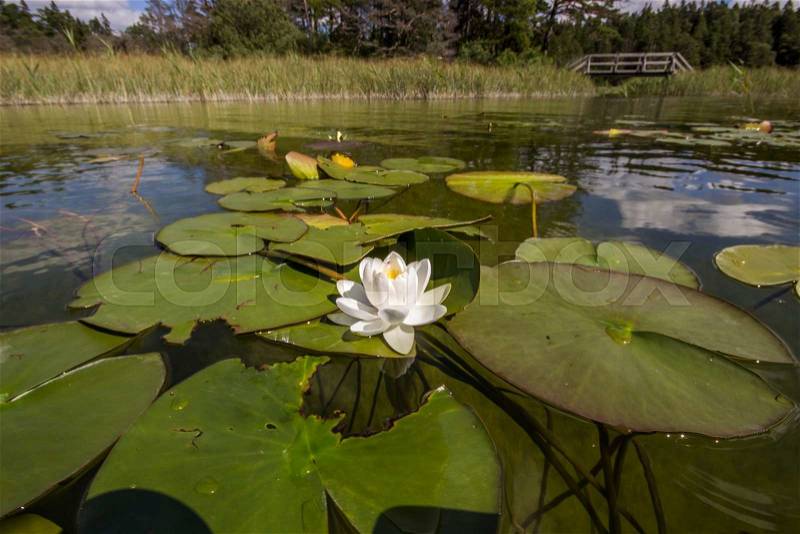 Water Lily Floating in Water, stock photo