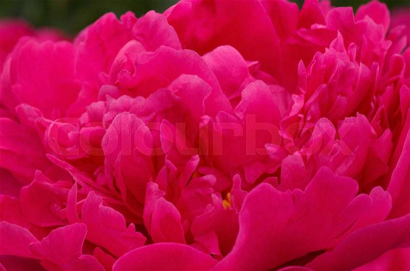 Close up of red peony flower, stock photo