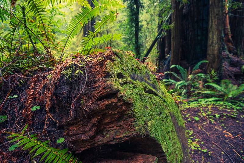 Fallen Redwood Tree in California Coastal Redwood Forest, United States, stock photo