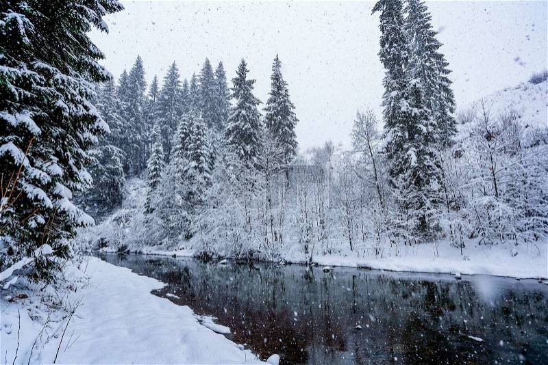 Beautiful winter river landscape with snow-covered fir trees. River on the forest, stock photo