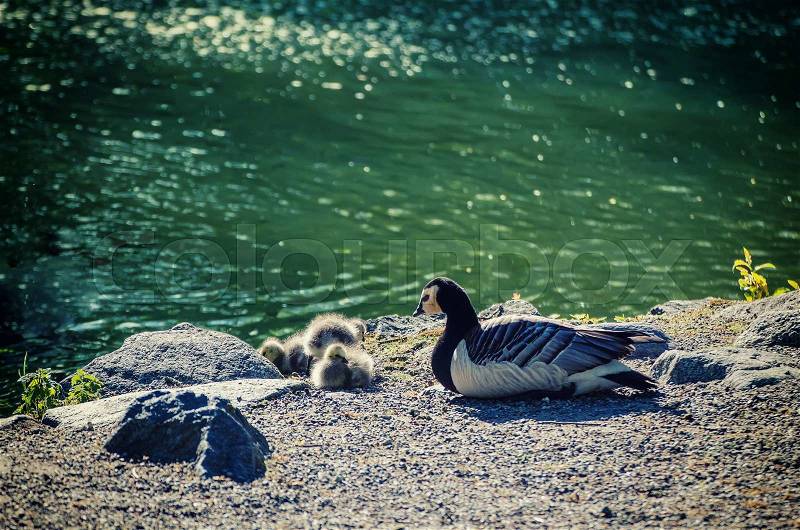 Canada goose, Branta canadensis. Wildlife animal. Family from mother-bird and fluffy baby goslings on the lake coast, stock photo