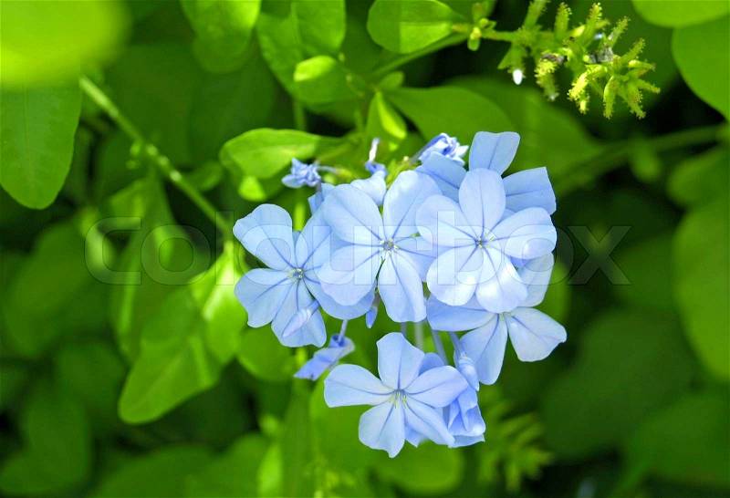 Gentle blue flowers, stock photo