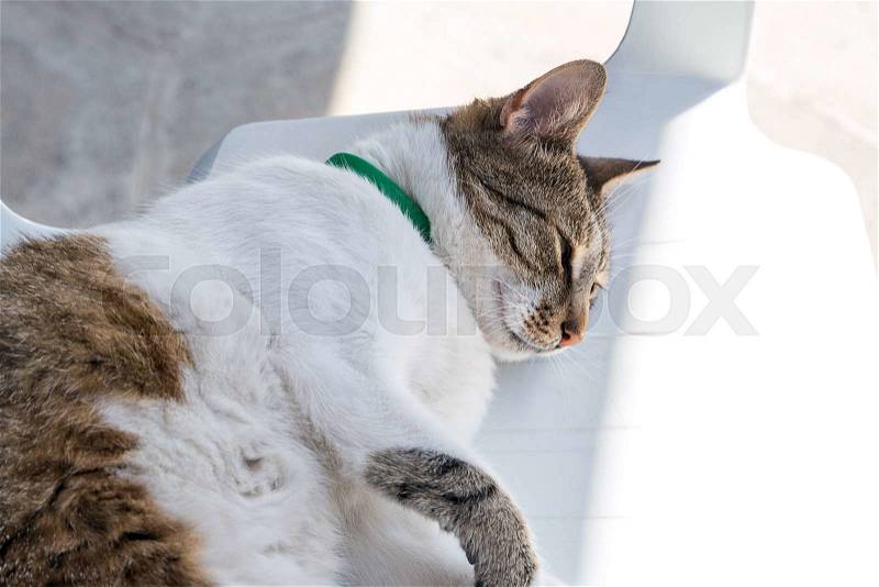 Cat asleep in the shade, stock photo
