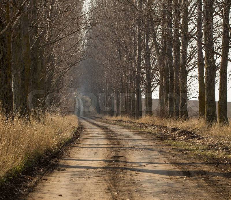Autumn outdoor. Road and trees. Can be used as a background, stock photo