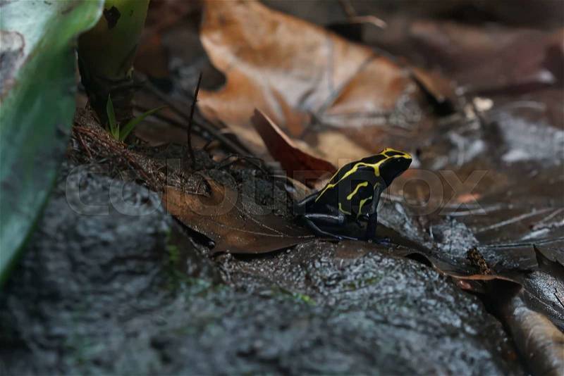 Poison dart frog after rain on the forest floor, stock photo