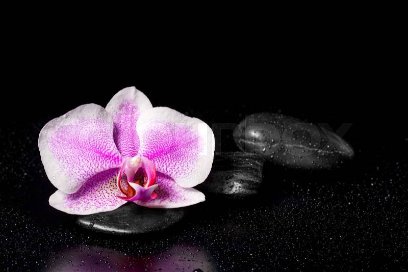 Pink orchid with zen stones and water drops on a black background, stock photo