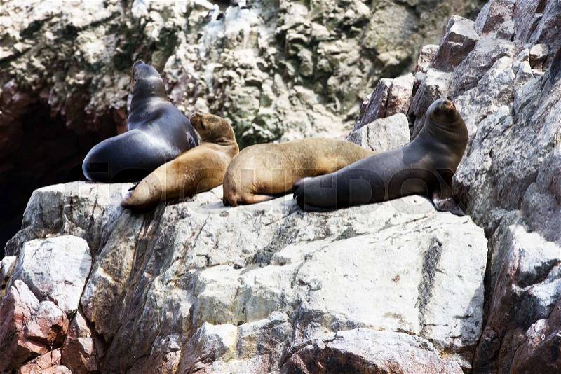 Sea lions fighting for a rock in the peruvian coast at Ballestas islands Peru , stock photo