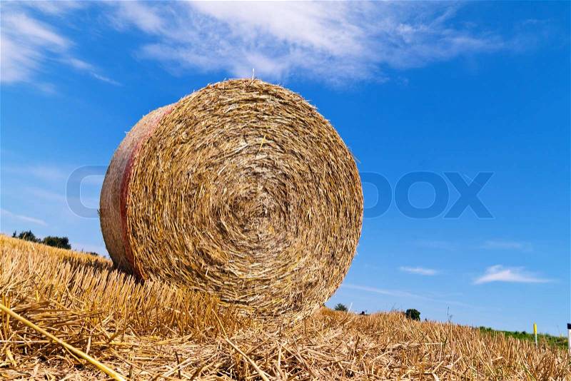 A field with straw bales after harvest in agriculture, stock photo