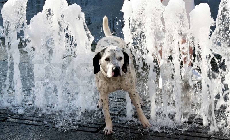 Dog on a hot summer day. Refreshed in the water of a fountain, stock photo