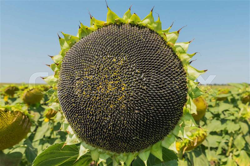 Sunflower with black seeds after blooming, stock photo
