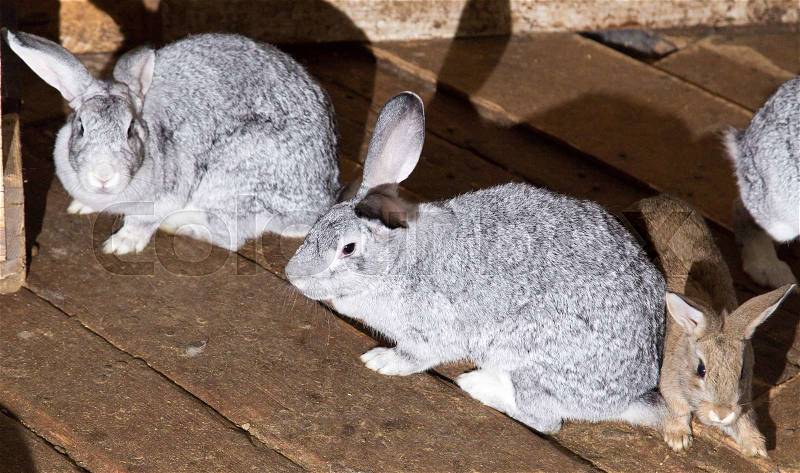 Growing rabbits on the farm, stock photo