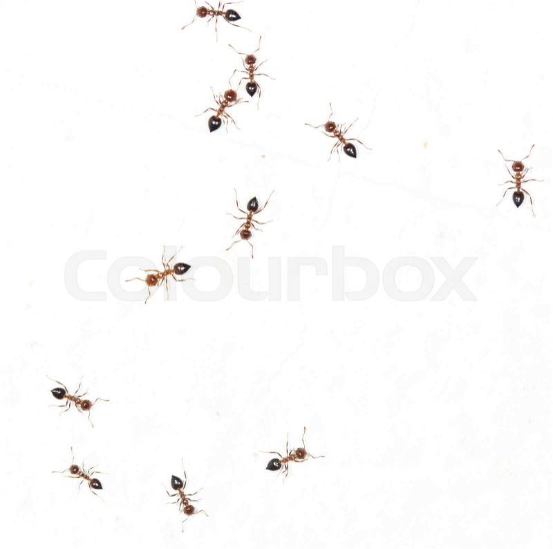 Ants on a white wall. macro, stock photo
