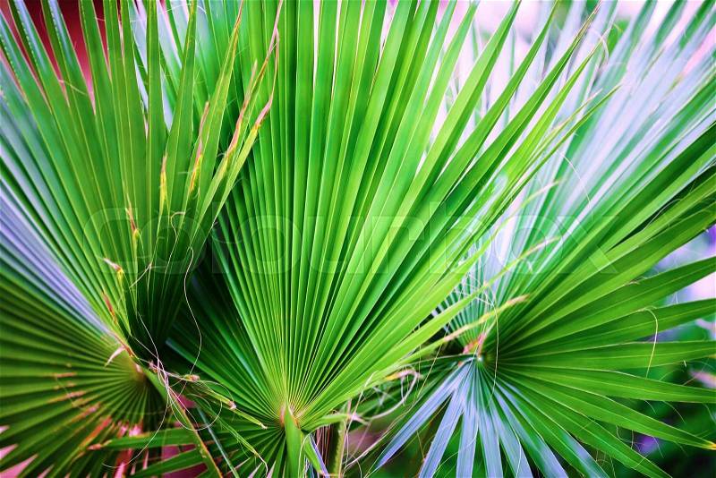 Close-up of green palm leaves. Palm leaves background. Shallow depth of field. Selective focus, stock photo