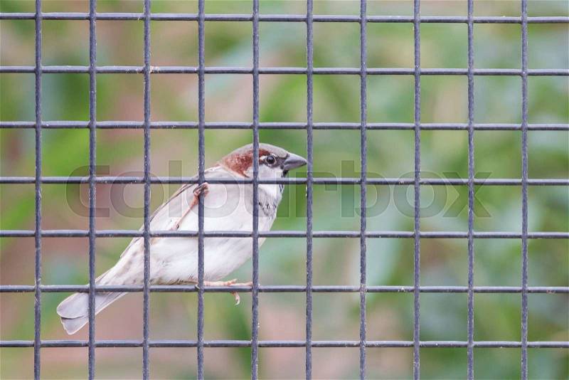 Sparrow trapped on the other side of the net fence - Selective focus, stock photo