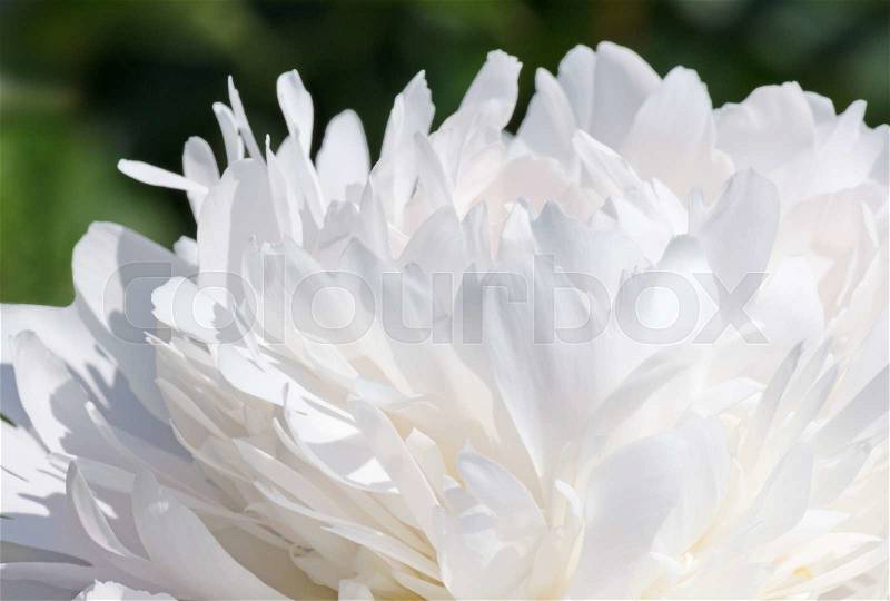 Close up of white peony flower, stock photo