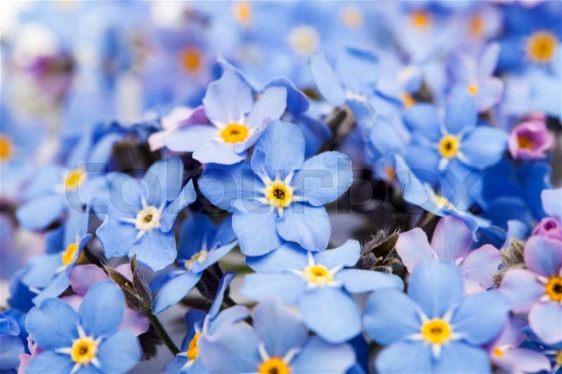 Blue forget-me-not flowers isolated on white background, stock photo