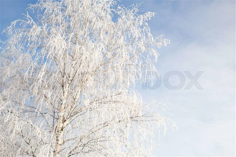 Winter beautiful bright background with clear sky and copy space, stock photo