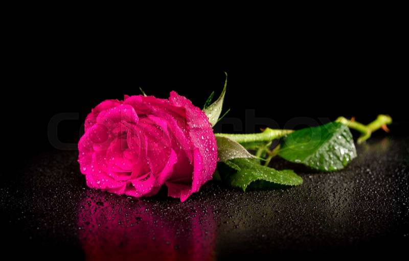 One rose with dew drops on a black background, stock photo