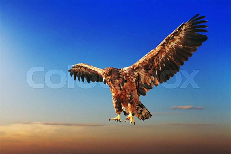 Flying eagle, stock photo