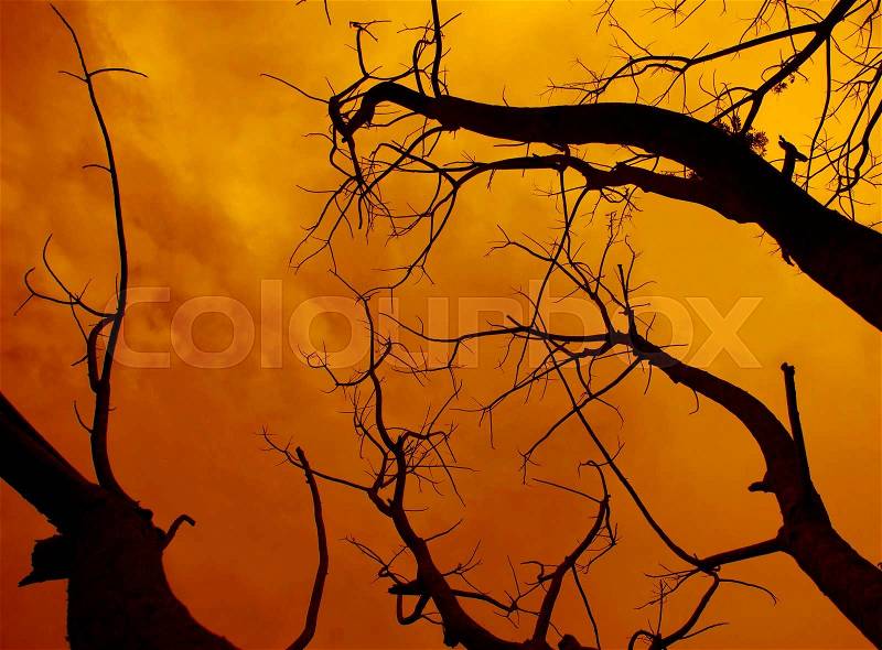 Dead tree with a surreal scary red sky for Halloween. , stock photo