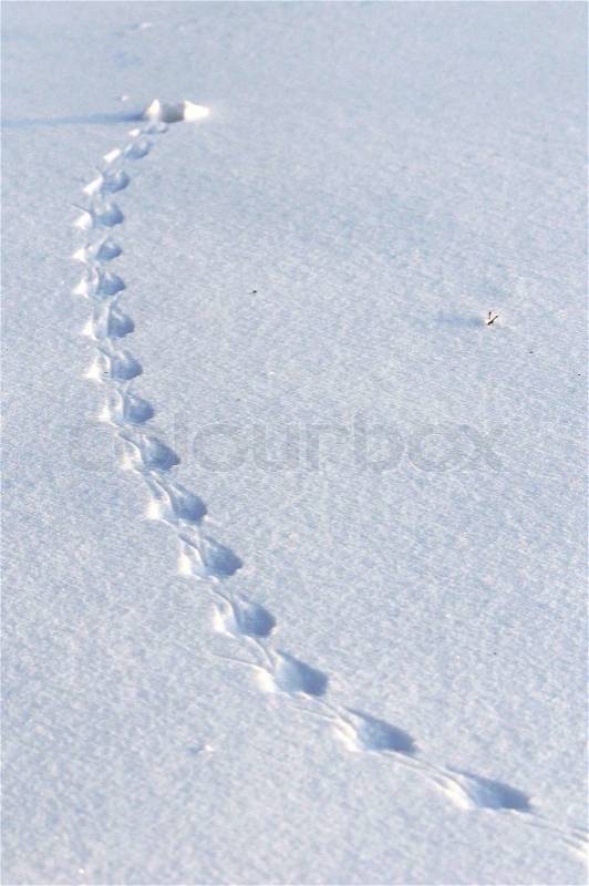 Animal tracks in snow, stock photo