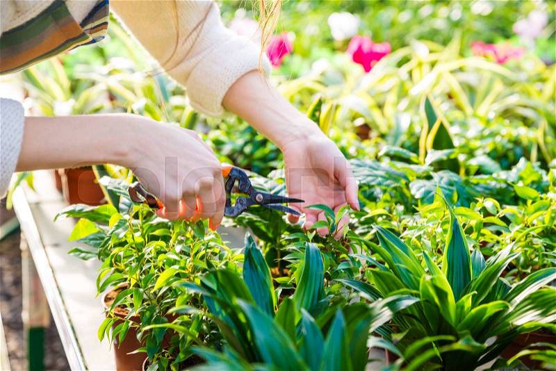 Closeup of hand of woman gardener trimming plants with prunning shears in garden center, stock photo