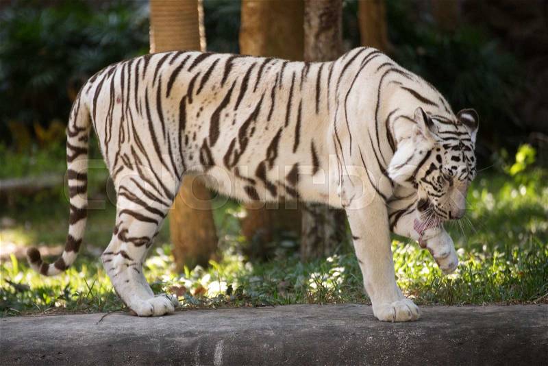 The white tiger stnding and Licking leg with Tongue, stock photo