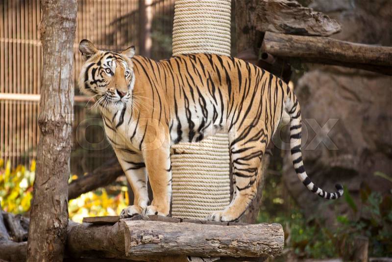 Bengal Tiger standing on wood in zoo of Thailand, stock photo