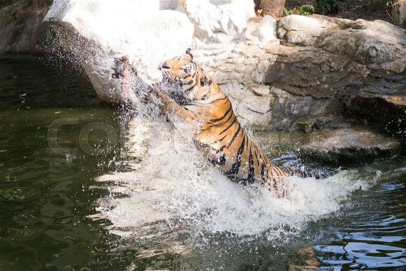 Tiger jumping from the pond for feeding, stock photo