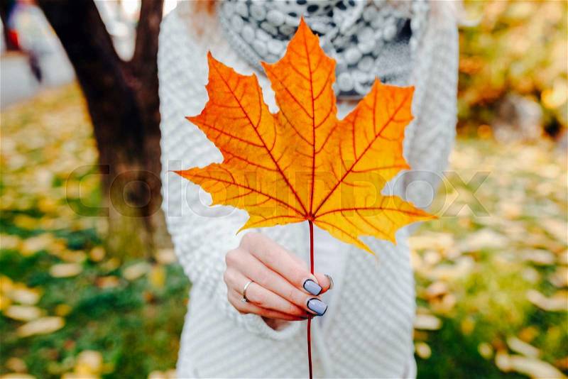 Girl holds in hands beautiful autumn leaf, stock photo