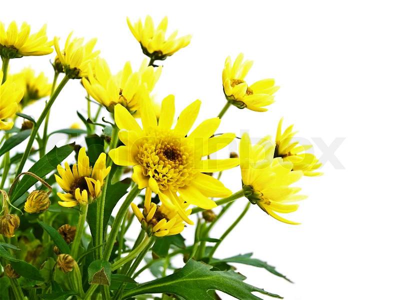 Yellow flowers over white background | Stock Photo | Colourbox
