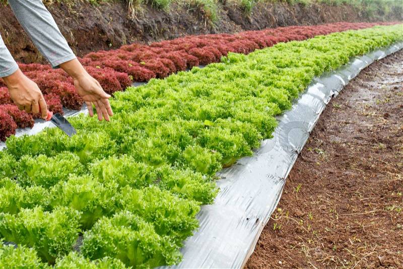 Vegetable garden ,with plastic film protected in land,The plastic film used vegetable insulation and prevent soil erosion, stock photo