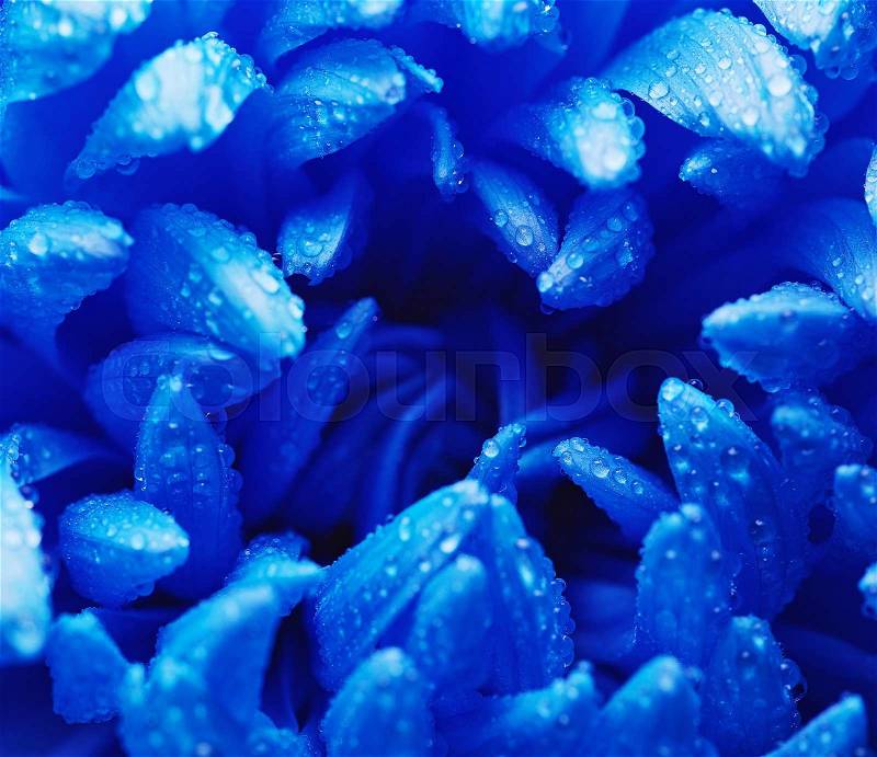 Blue chrysanthemum with water drops, stock photo