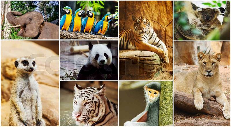 Different animals collage in the zoo, stock photo