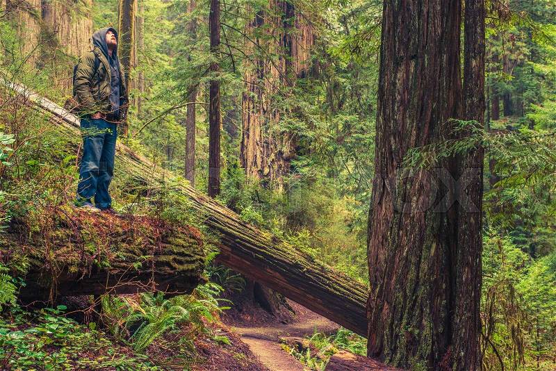 Forest Trail Hiker Enjoying Redwood Forest Scenery While Staying on the Fallen Redwood Tree, stock photo