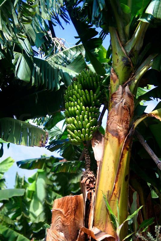 Bunch of fresh green bananas on jungle banana tree, stock photo
