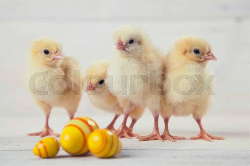 Easter chicken, eggs and decoration in vintage sytle white wooden background, stock photo
