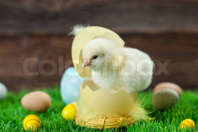 Easter chicken, eggs and decoration in vintage sytle wooden background, stock photo
