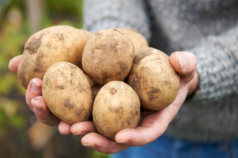 Man Holding Home Grown Potatoes, stock photo