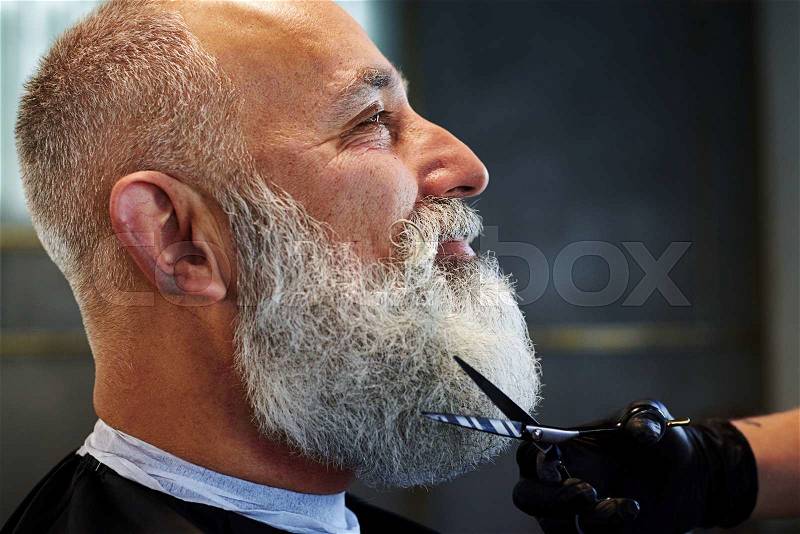 Sideview portrait of grey-haired man with long beard in barber shop. barber cutting beard with scissors, stock photo