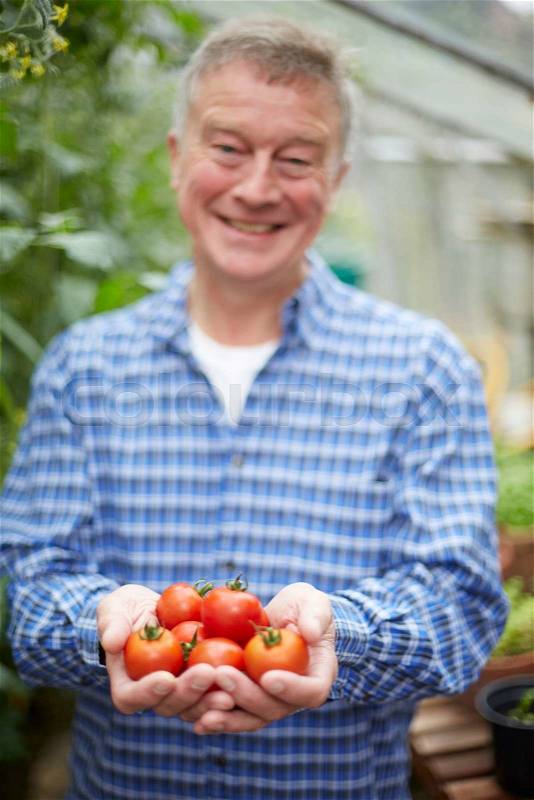 Senior Man In Greenhouse With Home Grown Tomatoes, stock photo