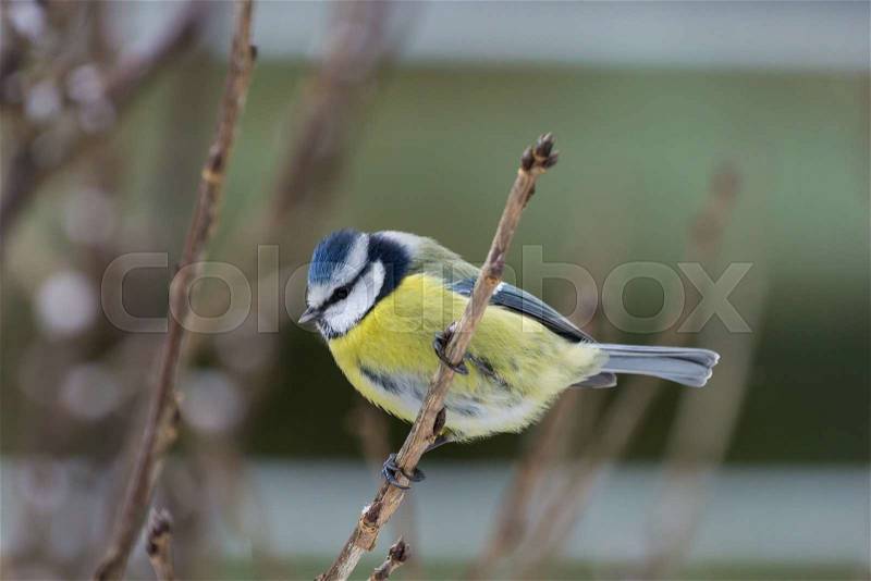 Blue tit perched on a twig with a green painted fence in the background, stock photo