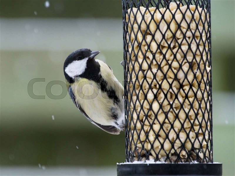 Great tit sitting on a bird feeder with peanuts while it snows, stock photo