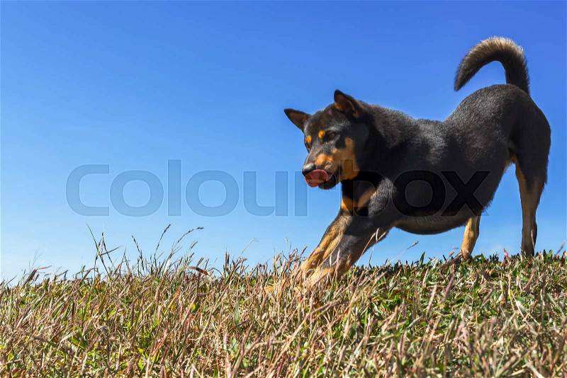 Portrait of brown dog standing and relaxing on grass field, stock photo