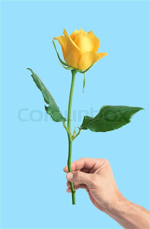 Yellow rose in man\'s hand over blue background, stock photo