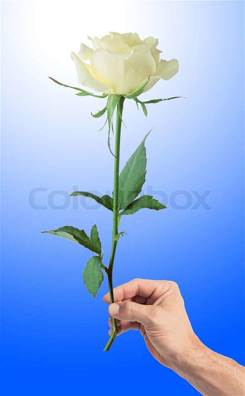 White rose in man's hand over blue background, stock photo
