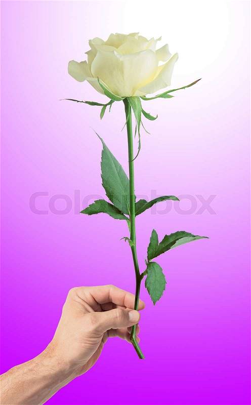 White rose in man's hand over pink background, stock photo
