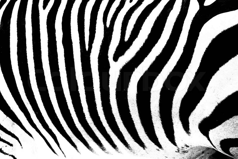 Zebra animal image, stock photo