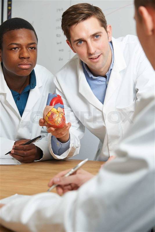 Teacher With Model Heart In Biology Lesson, stock photo