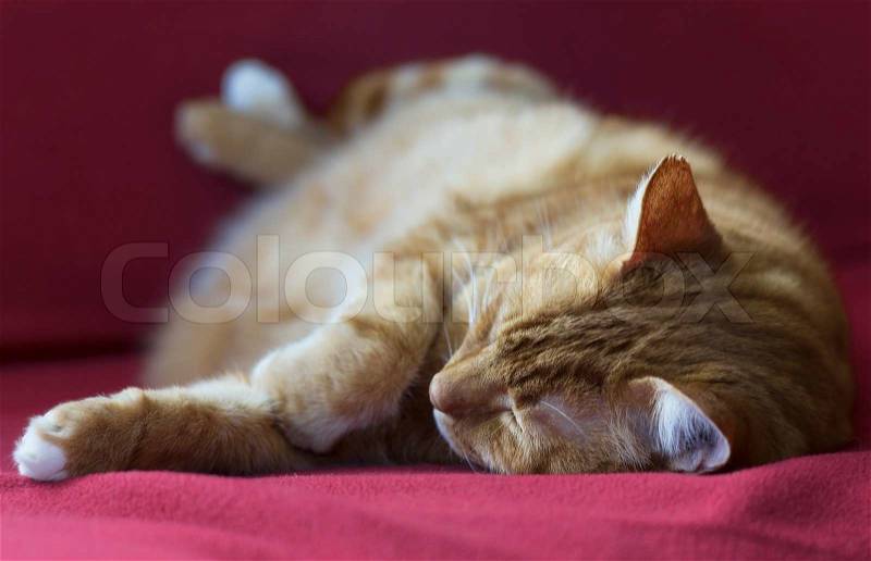 Cute ginger cat is sleeping in soft red blanket on a couch, stock photo